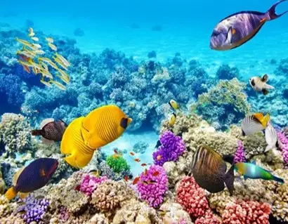 Sea Scooter