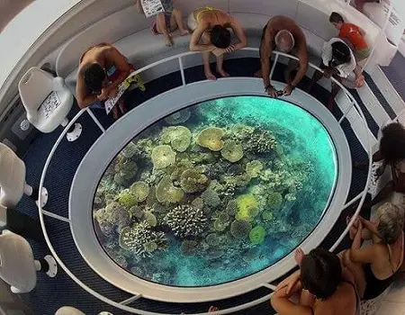 Dolphin Glass Boat